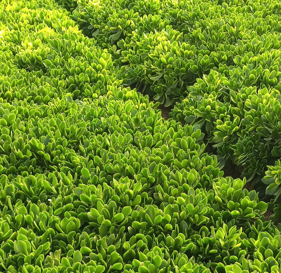 主播推荐玉树枝条花卉绿植零下5度以上可随时发货