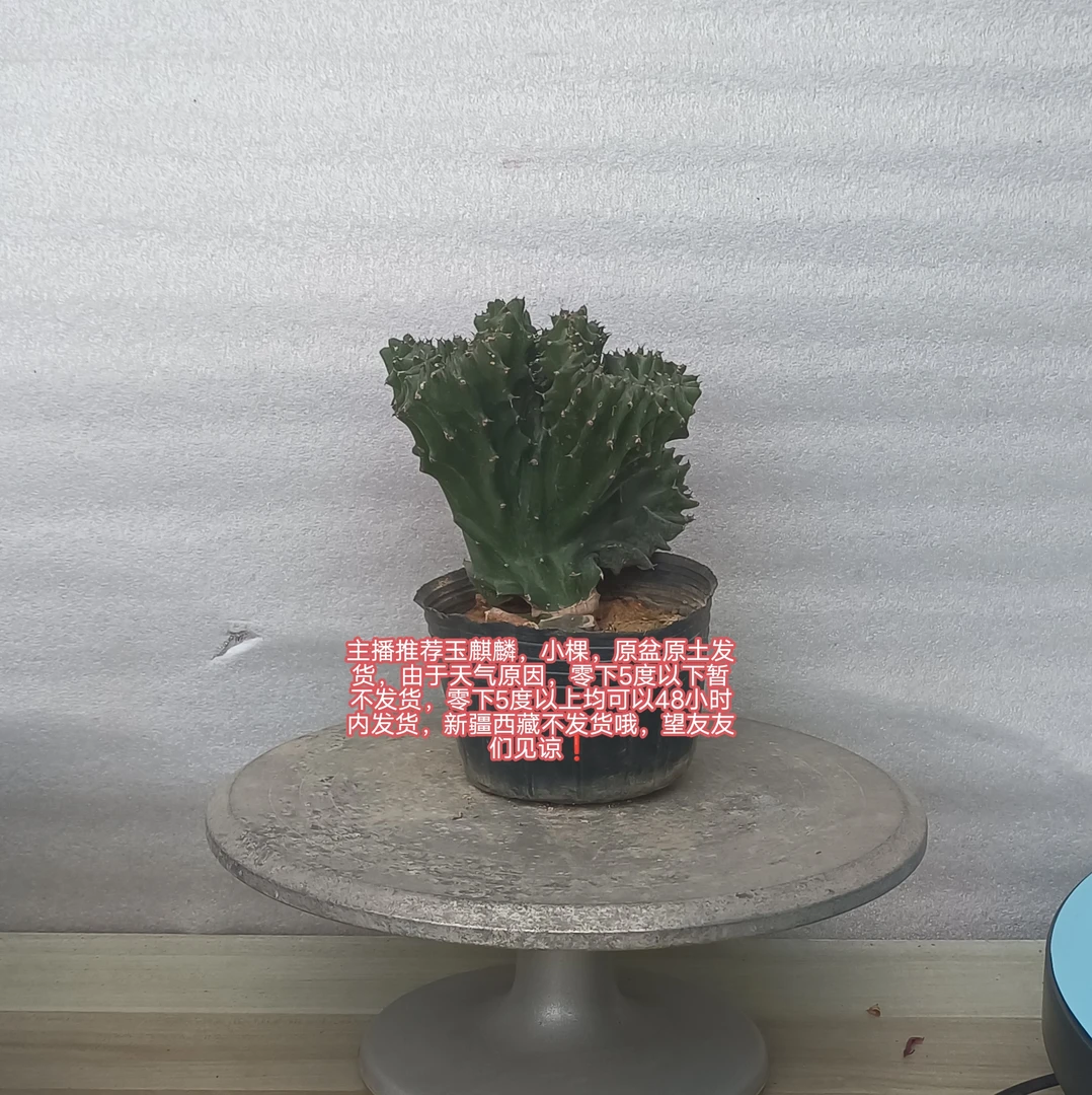 主播推荐玉麒麟花卉绿植零下5度以上可随时发货