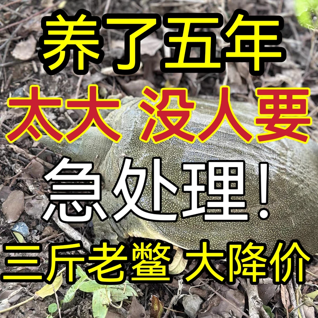 外塘原生态散养青黄背老甲鱼鲜活食用中华老鳖新鲜水鱼