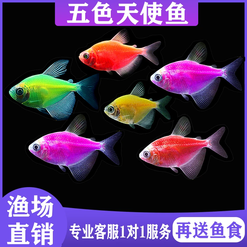 天使鱼精品观赏鱼小型灯科鱼淡水热带鱼好养耐活活鱼金鱼鱼苗