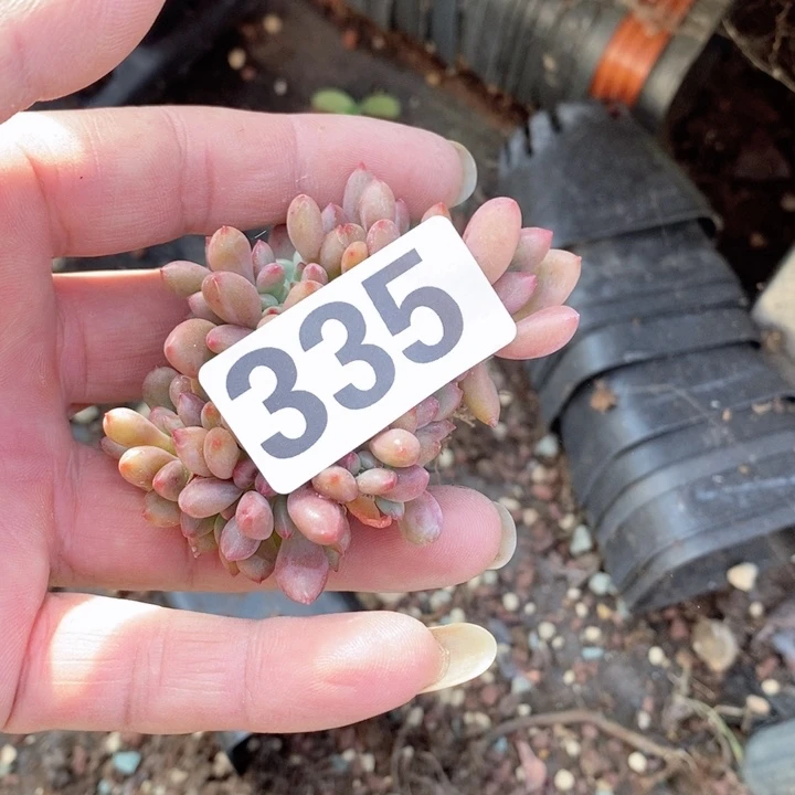 @****5多肉植物一物拍