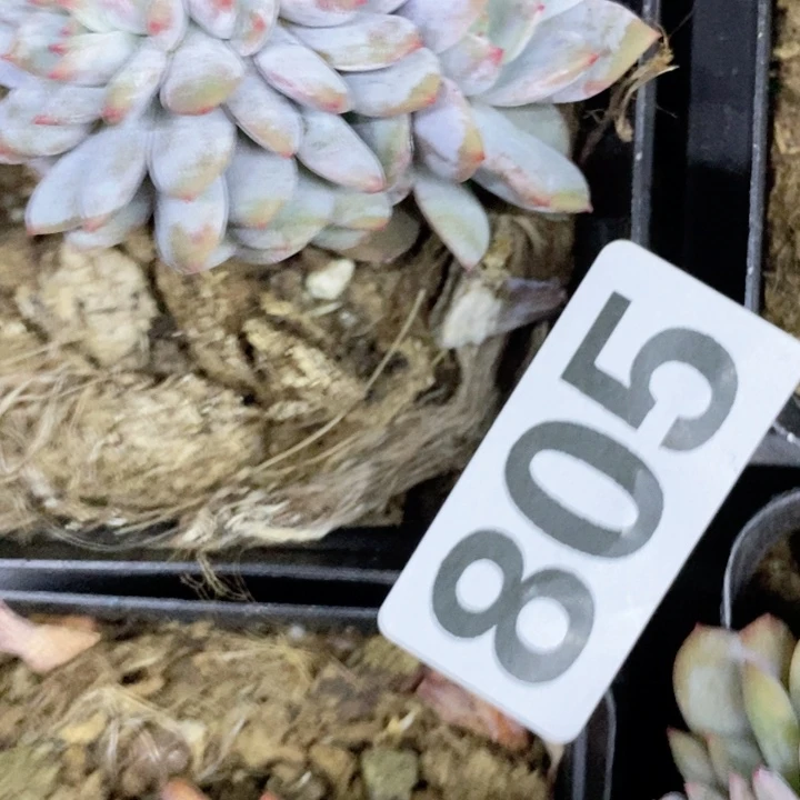 夏**果多肉植物一物一拍