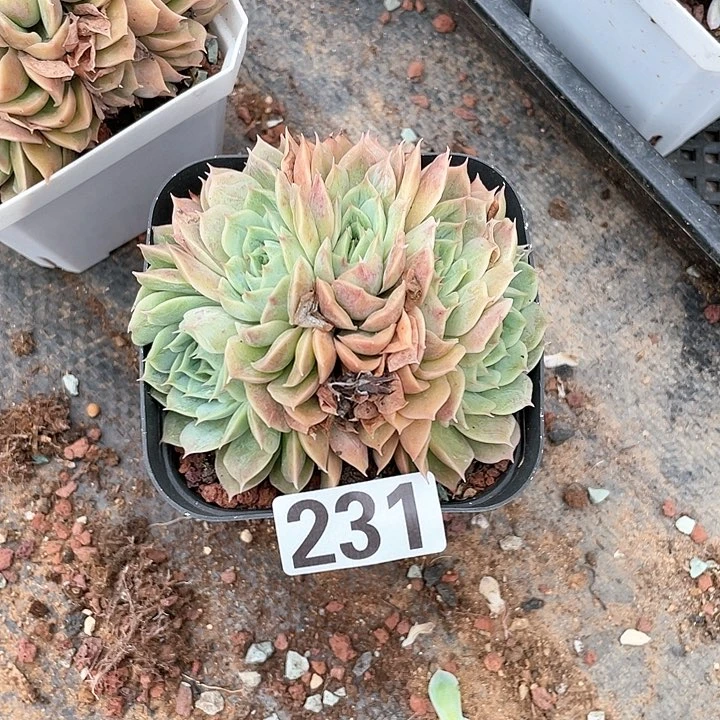 元***?多肉植物一物一拍