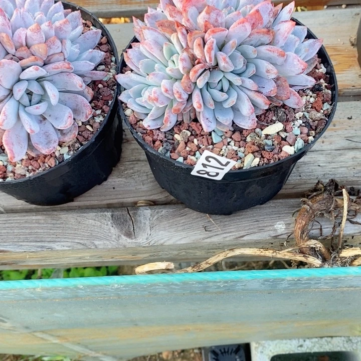 奔****?多肉植物一物一拍