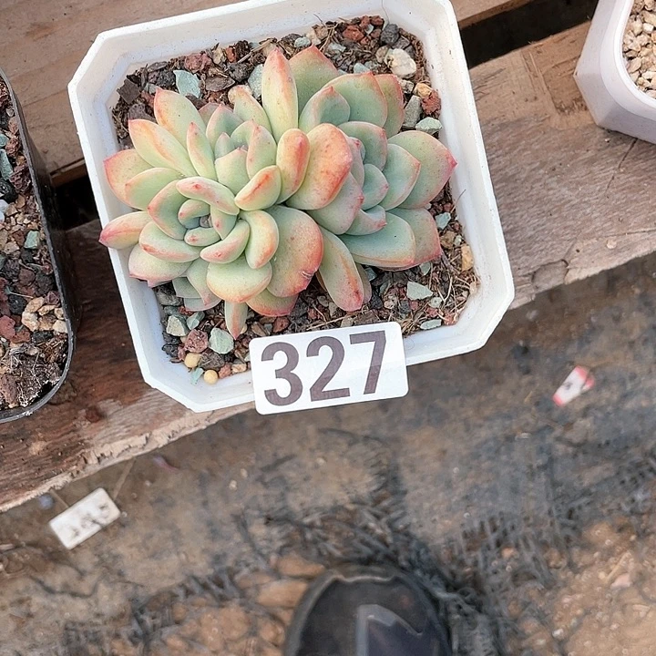 @*涯多肉植物一物一拍