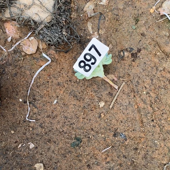 ?**蒿多肉植物一物一拍