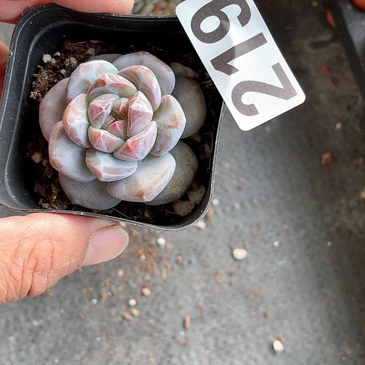 @*涯多肉植物一物一拍