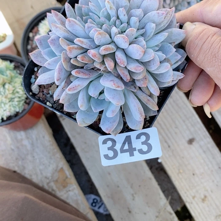 小*子多肉植物一物一拍