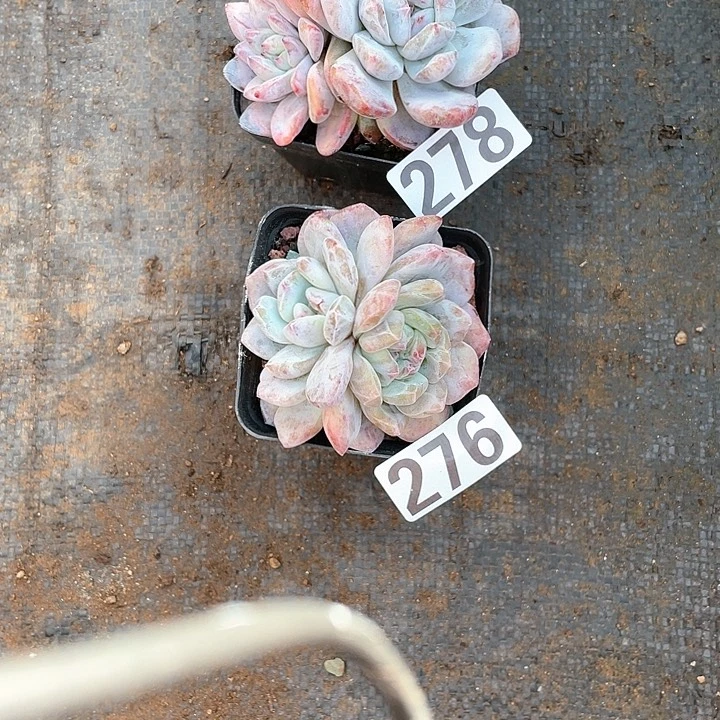 江***L多肉植物一物一拍