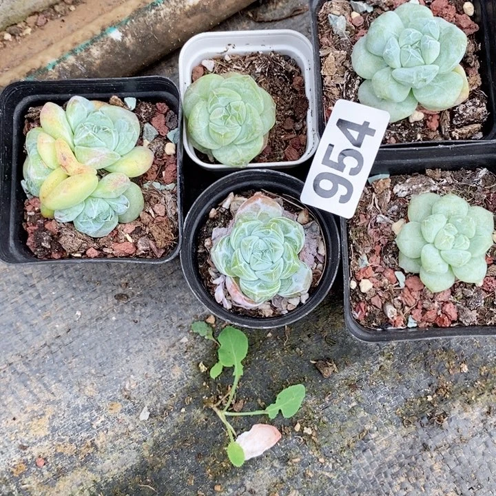 爱****子多肉植物一物一拍