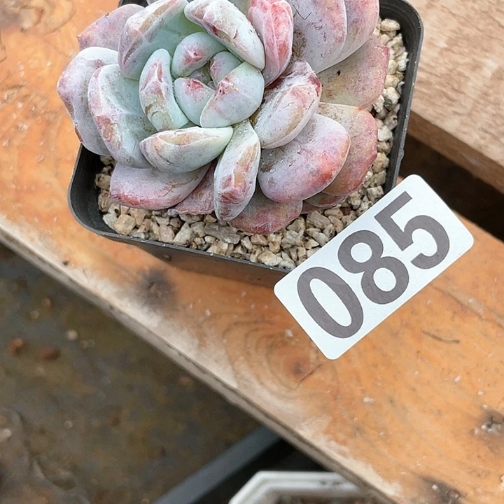 ?**燕多肉植物一物一拍