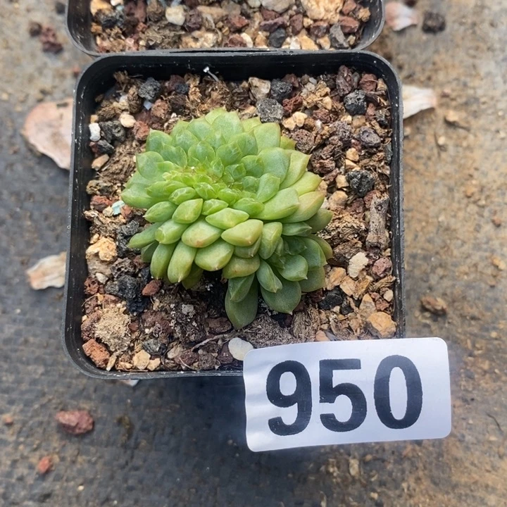 7*?多肉植物一物拍