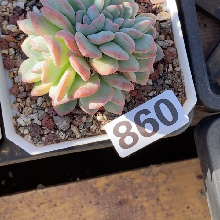 ?**?多肉植物一物一拍