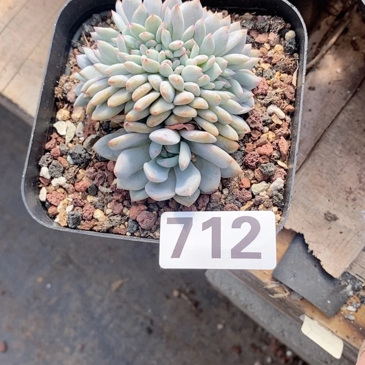 柔*麻多肉植物为一拍