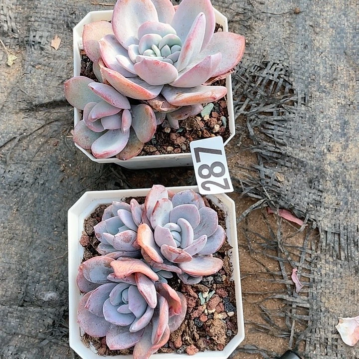 你***哥多肉植物一物一拍