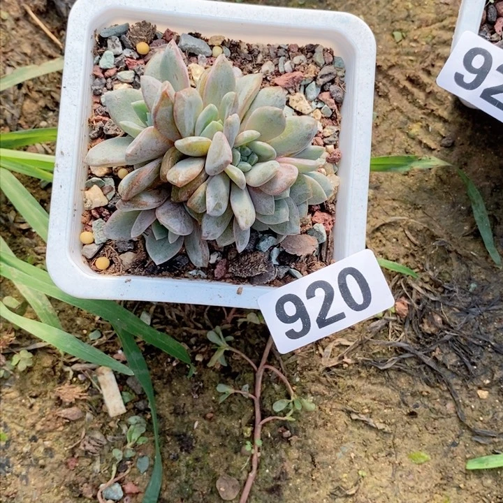 糖*多肉植物一物一拍