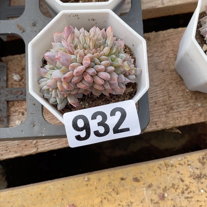 风****?多肉植物一物一拍