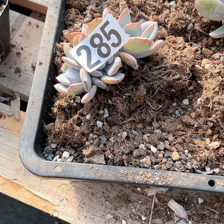 你***哥多肉植物一物一拍