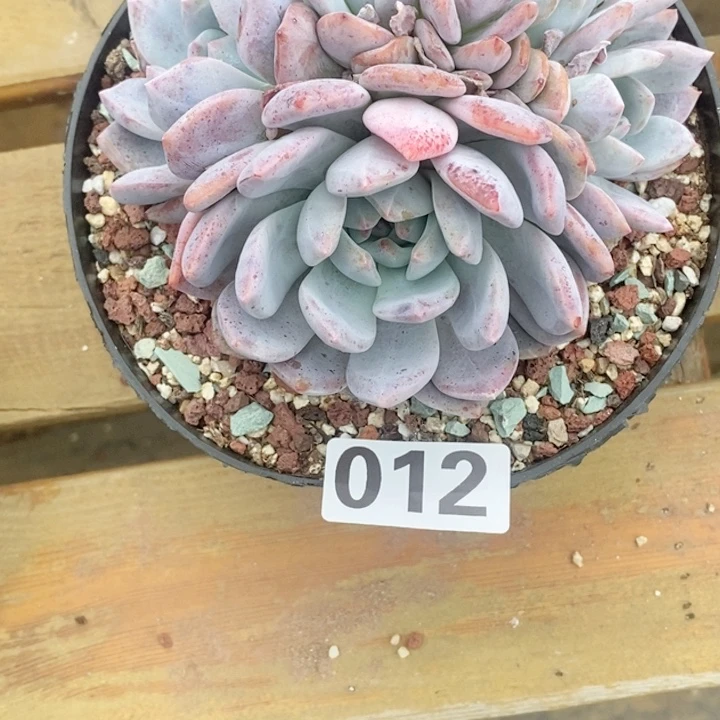 米****秀多肉植物一物一拍