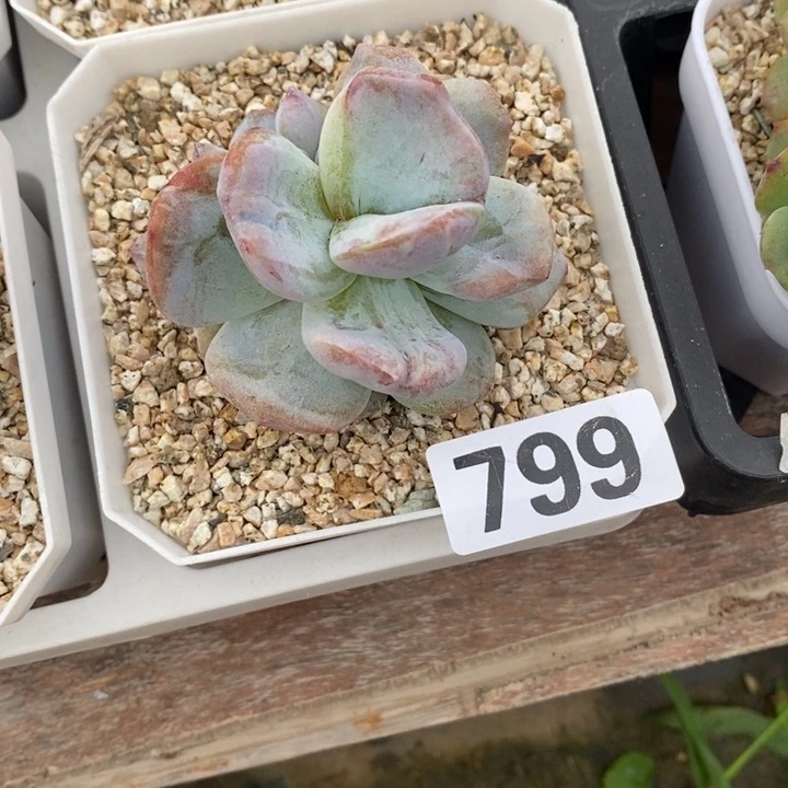 ❤️****多肉植物一物一拍