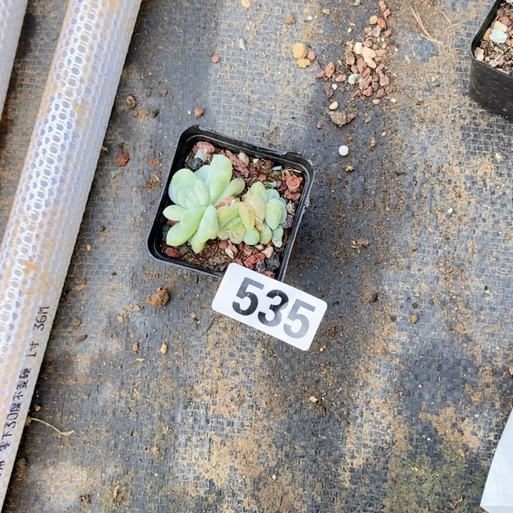 泡*?多肉植物一物一拍