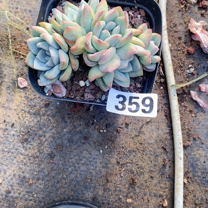 ?****）多肉植物一物一拍