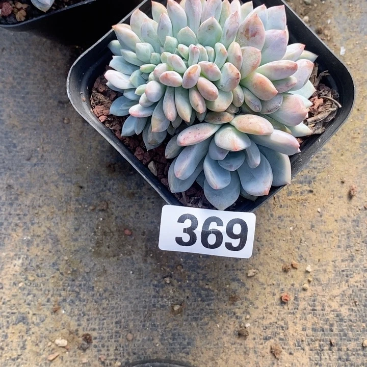 董*肴多肉植物一物一拍
