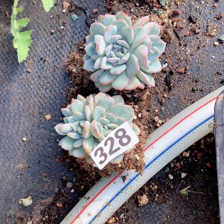 @****5多肉植物一物一拍