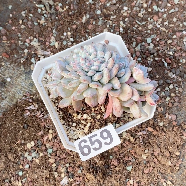 哦*豁多肉植物一物一拍