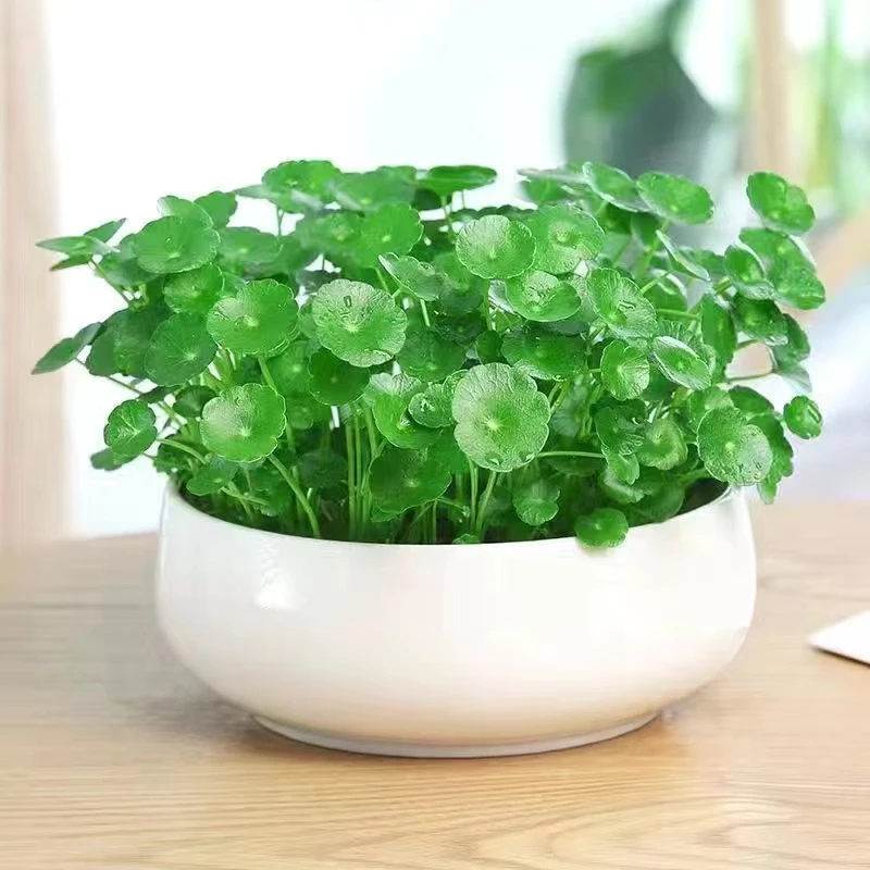 铜钱草水培植物办公室桌面盆栽金钱草花卉室内水养绿植