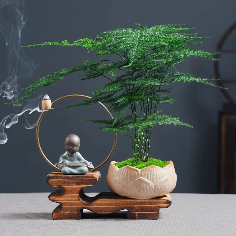 【精品】文竹盆栽植物室内净化空气办公室绿植花卉盆栽盆景小盆栽