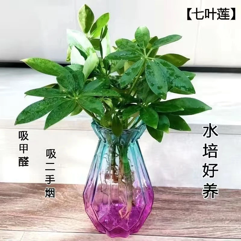 水培七叶莲鸭脚木绿植盆栽八方来财室内客厅办公室吸甲醛四季常青