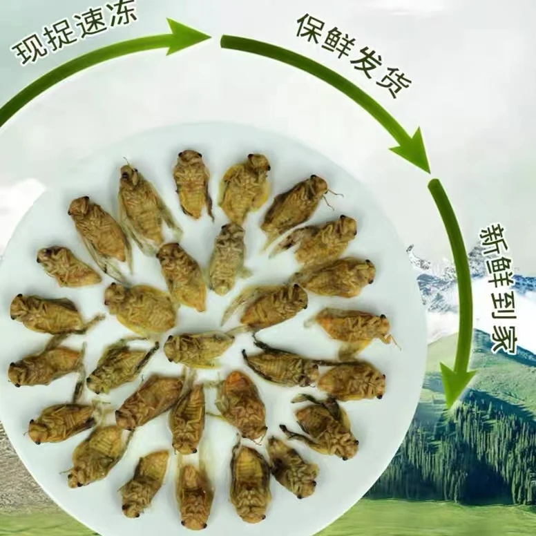 新鲜白蝉 银蝉  脱壳知了猴 蜕变白蝉  现抓鲜活速冻   顺丰包邮
