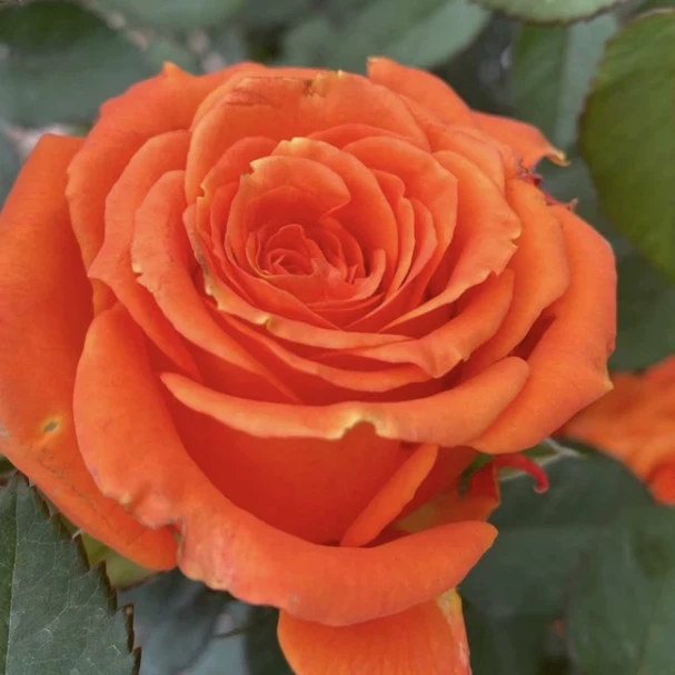 【橙意/国王日】月季鲜花玫瑰花苗灌木庭院阳台盆栽花卉四季开花