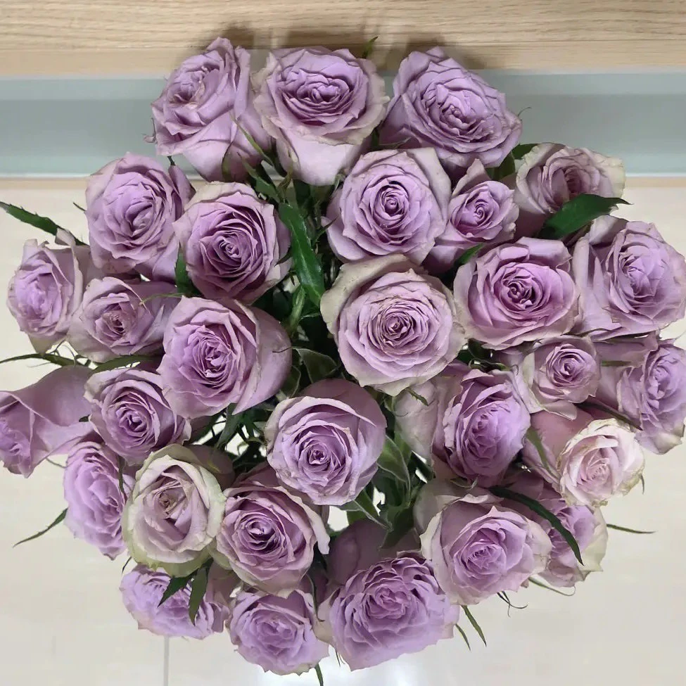 【萨曼莎婚礼】标准的紫色切花玫瑰耐热性优良花卉阳台地栽盆栽