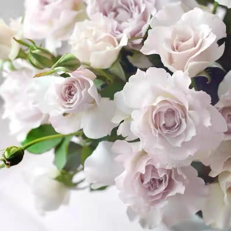 【莎菲天使】河本纯子白色淡紫色淡茶香切花月季四季花大花玫瑰