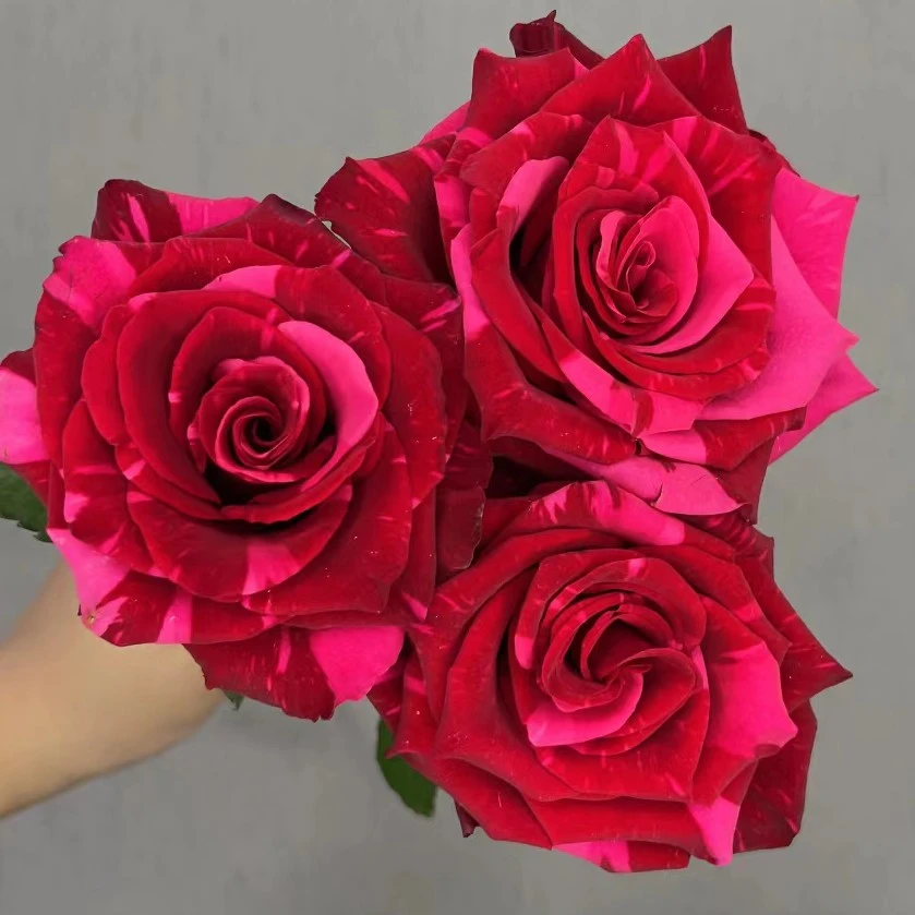 【红色豹子】超新品月季玫瑰大切花条纹庭院阳台盆栽地栽阳台花苗