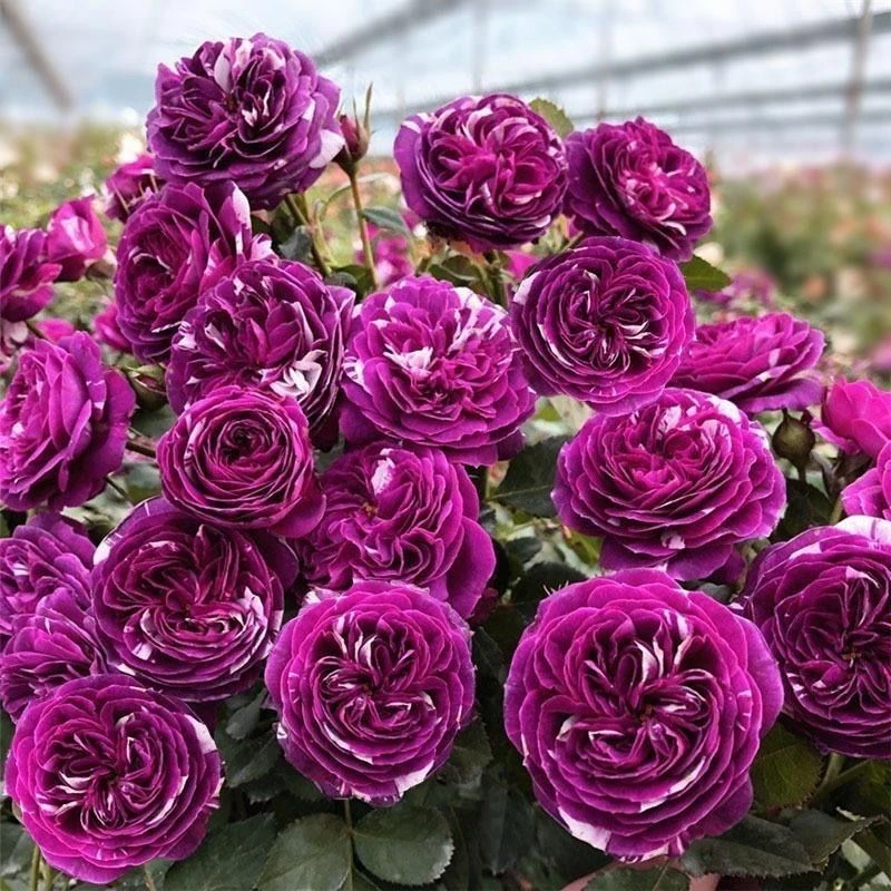 【芬芳宝石】月季灌木重瓣浓香型条纹月季 多季节重复开花月季苗