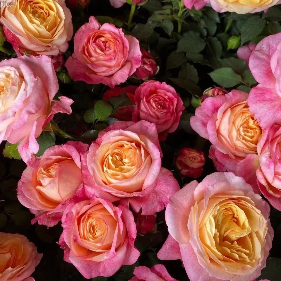 超新品【大花美人】勤花彩虹阳台非常耐热渐变色株型直立庭院盆栽