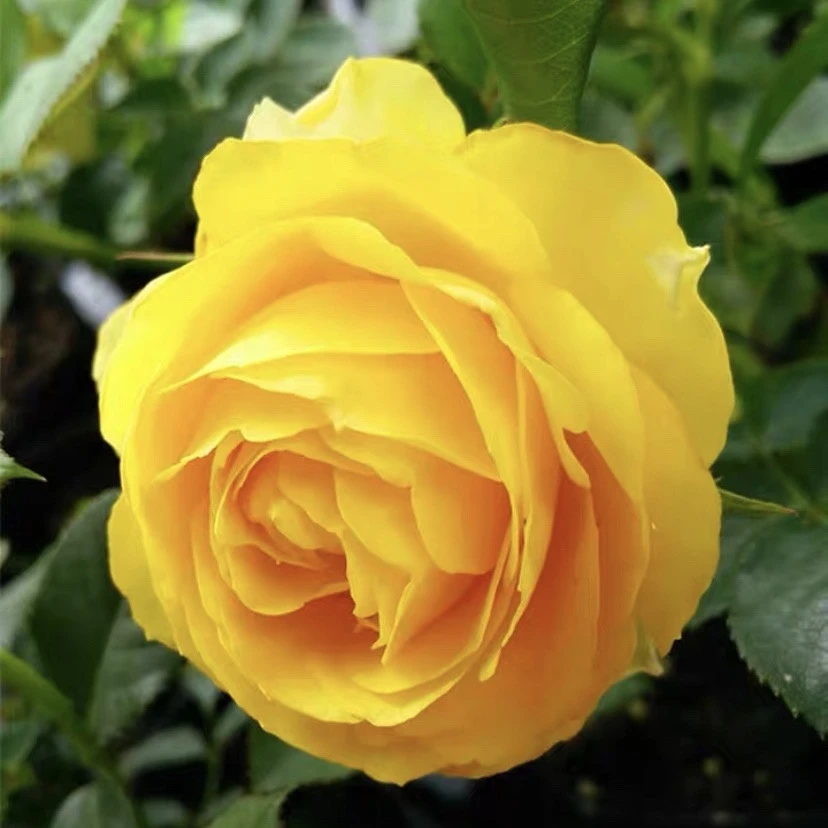 超新品【澳洲热情】切花大型浓香金黄色灌木玫瑰花苗盆栽多季开