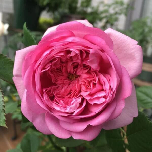 庞巴度月季花苗玫瑰大花浓香阳台庭院四季开花抗病强长势旺绿植物