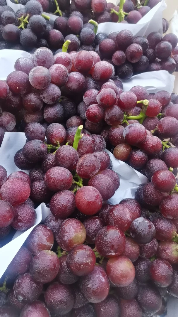 烟台龙口巨峰葡萄，当季新鲜葡萄