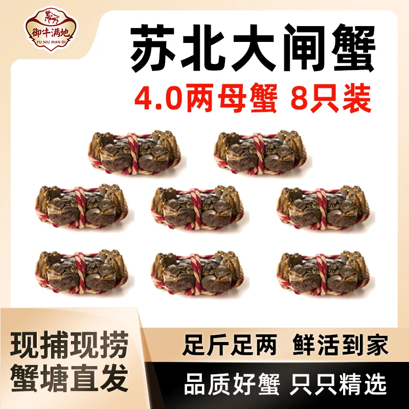 【4.0规格全母大闸蟹现发】御牛满地苏北源产地母蟹3.7-4.2两