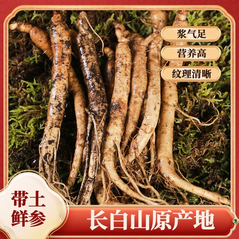 【精选】长白山鲜人参带土鲜参