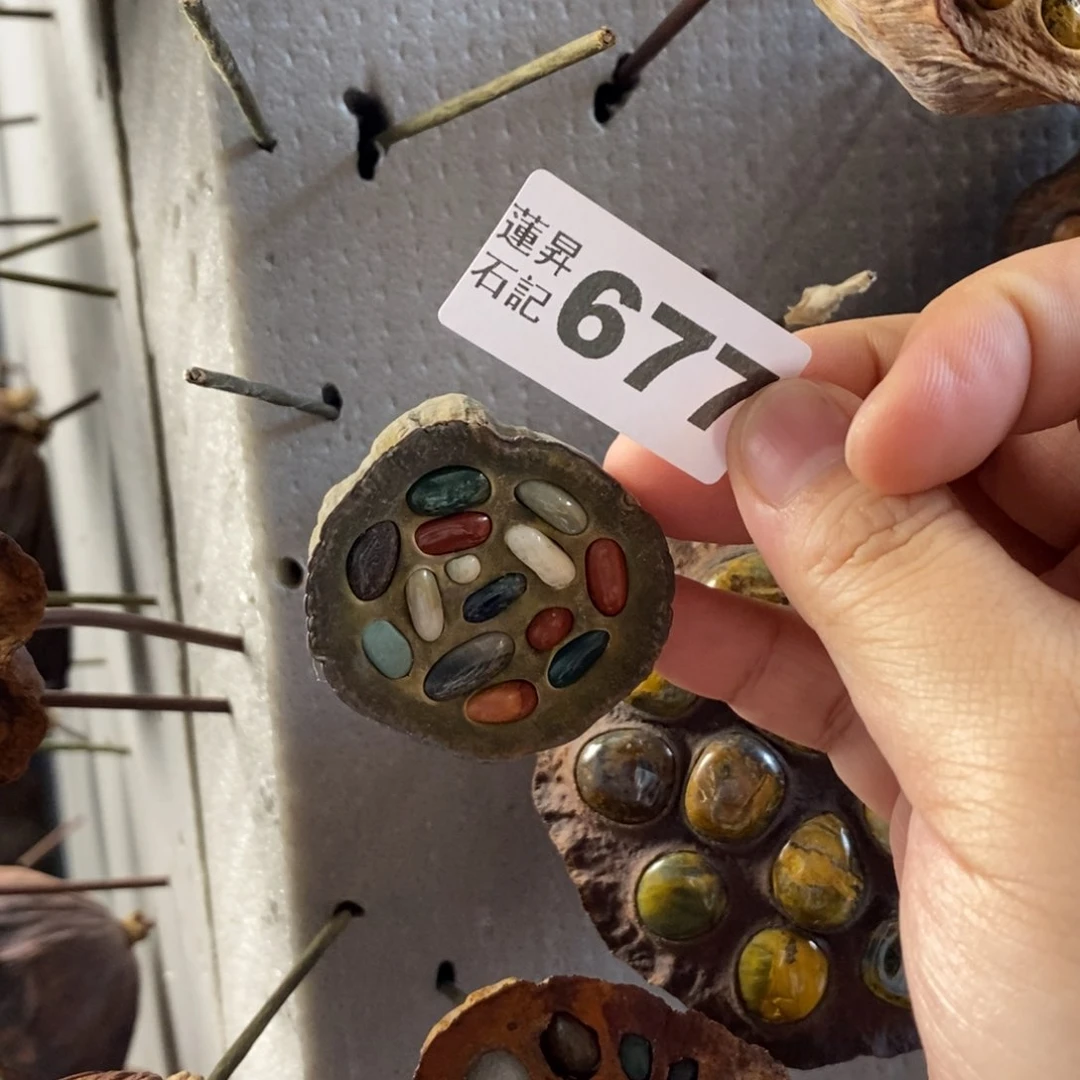 核桃木/黑胡桃（胡桃木）蒲*英677
