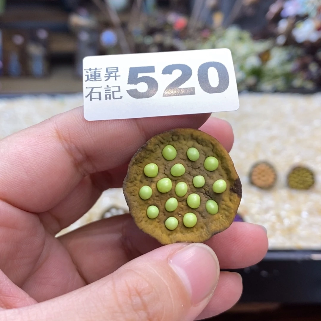 核桃木/黑胡桃（胡桃木）米*?520