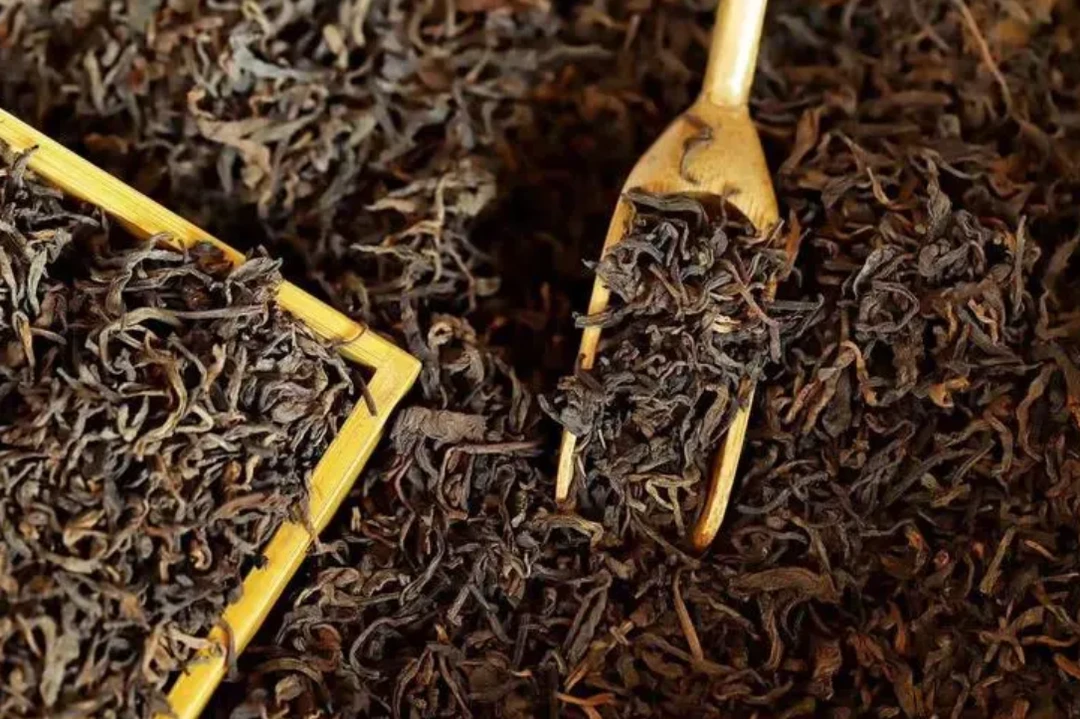 2018年 果敢 樟香 熟散茶