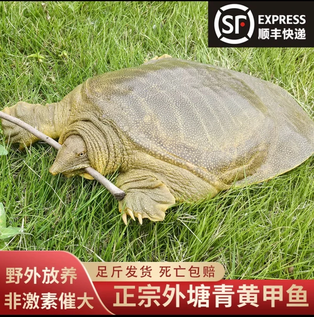 （2只装外塘甲鱼）源头直发外塘生态养殖甲鱼红烧炖汤滋补包邮包活4