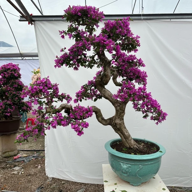 三角梅盆景，一物一拍。