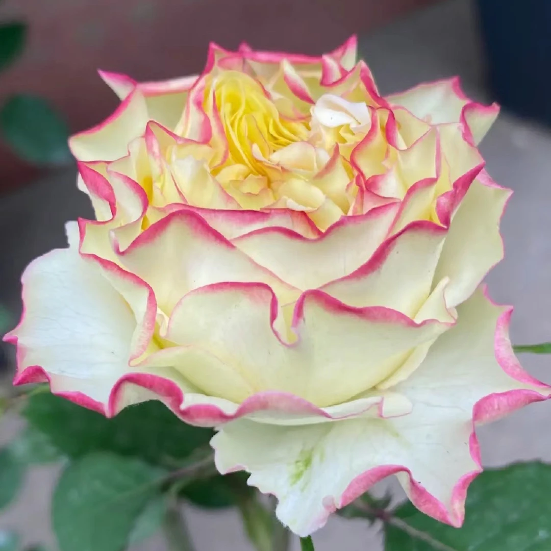 新品【造型师】高杯卷边红黄色切花耐热耐晒月季花苗